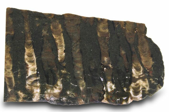 Proterozoic Stromatolite (Collenia) Slab - Minnesota #299965